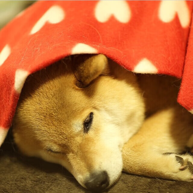 九游手游官网-_猛龙逐渐找回感觉，迎来胜利_，看一下猛龙