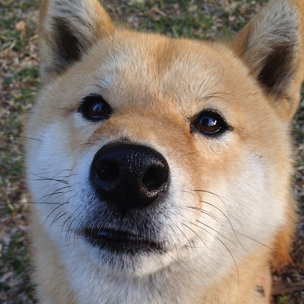 九游娱乐网站体验棒-“极速王者：谁能问鼎赛季冠军？”，极速王者在哪